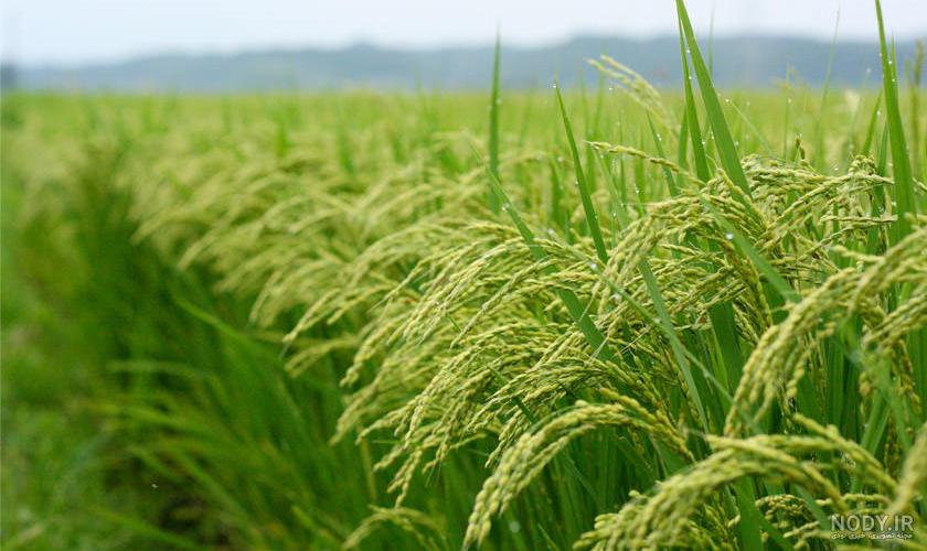 مراحل کاشت برنج برای کودکان مراحل کاشت برنج برای کودکان