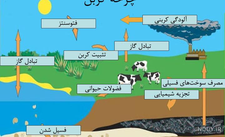 نقش باکتری های آمونیاک ساز در خاک