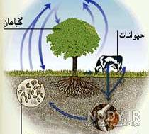 هدف نهایی چرخه نیتروژن در طبیعت چیست علوم نهم