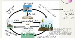 چرخه نیتروژن در گیاه