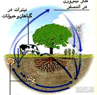 چرخه نیتروژن را توضیح دهید علوم نهم