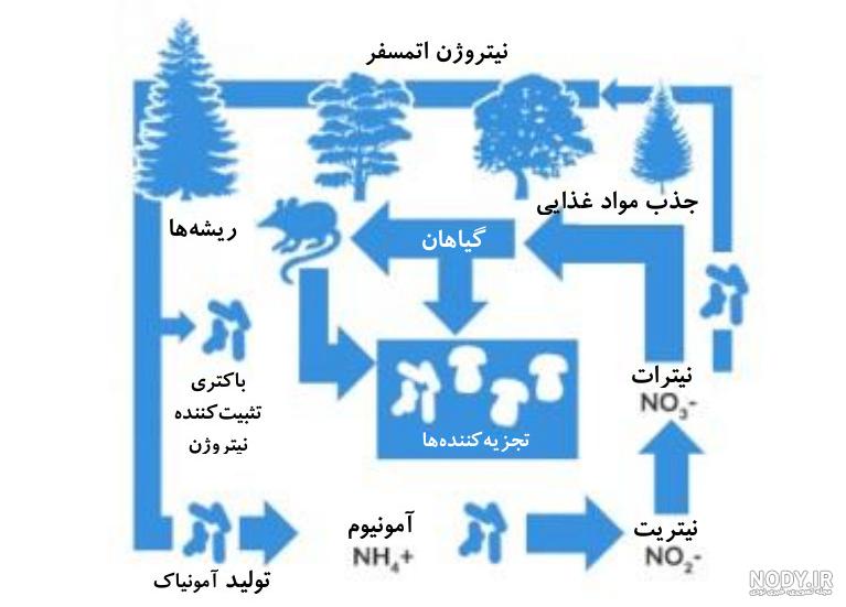 چرخه نیتروژن علوم نهم گاما