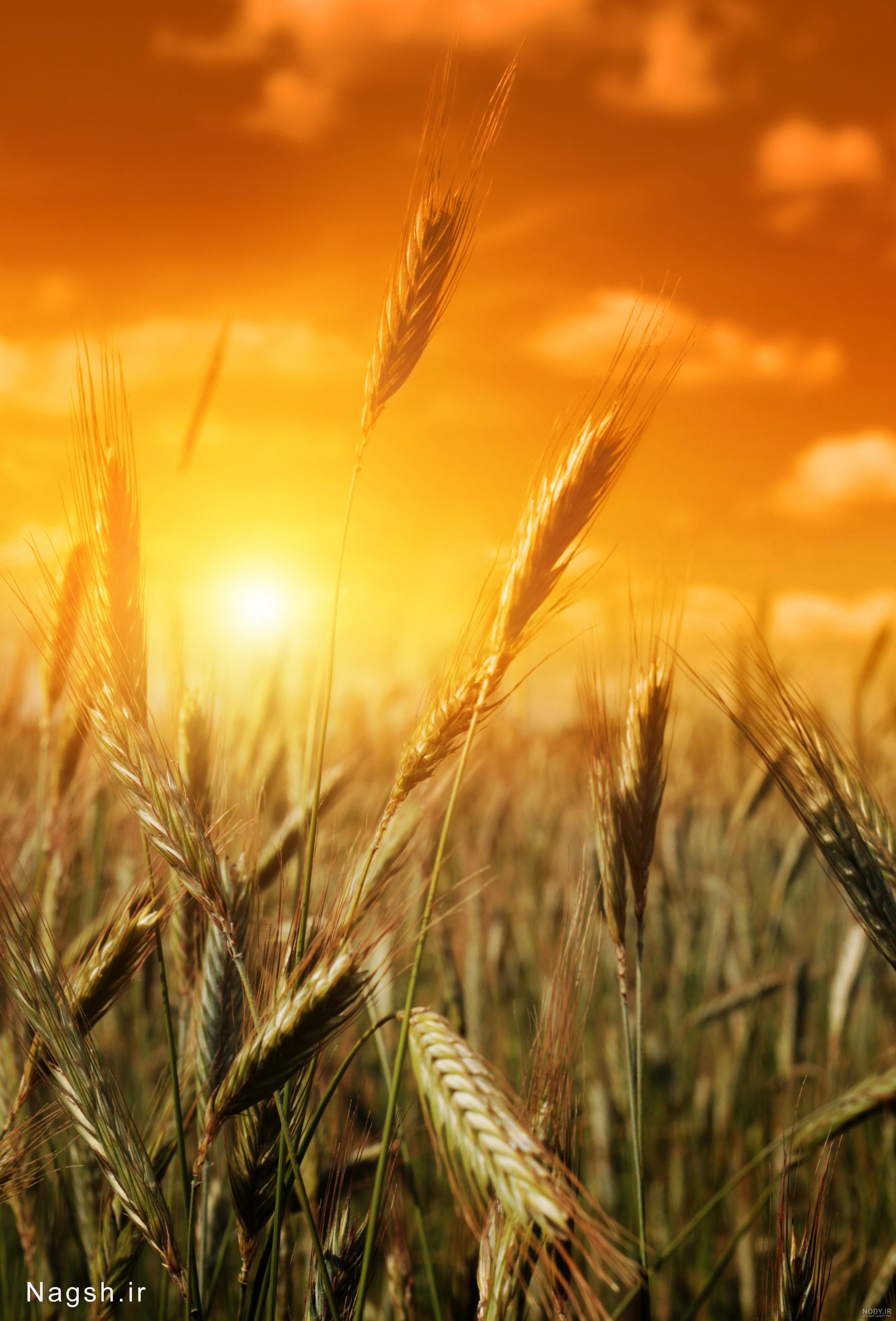  عکس گندم زار با کیفیت بالا