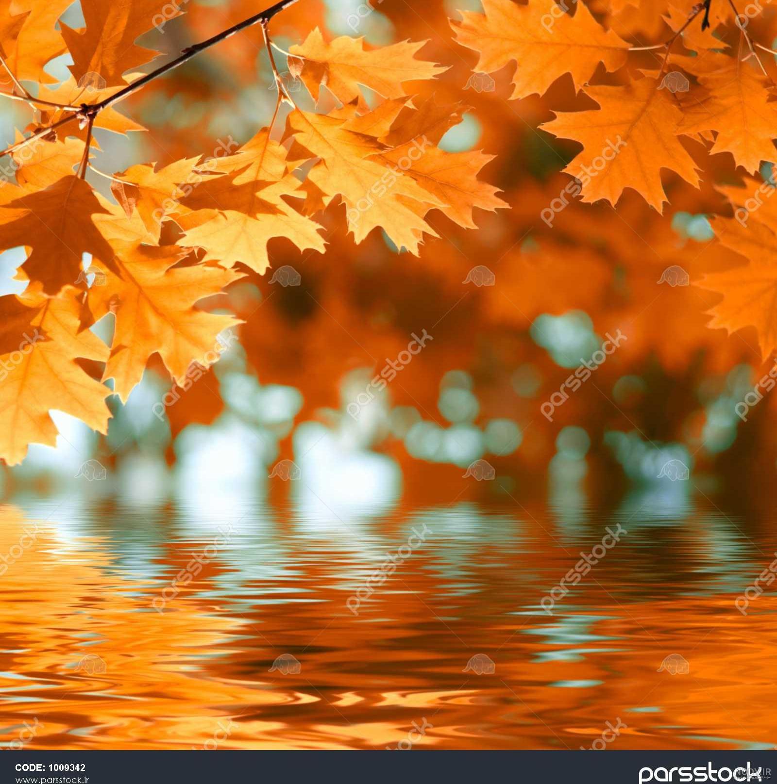  تصویر زمینه برگ پاییزی بر روی آب