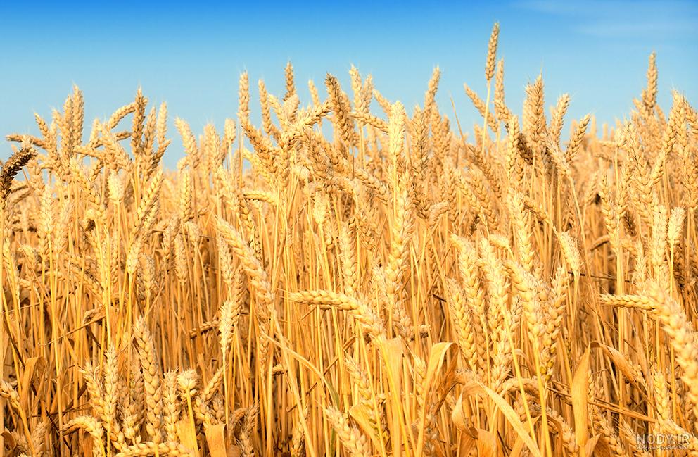  عکس گندم زار با کیفیت بالا