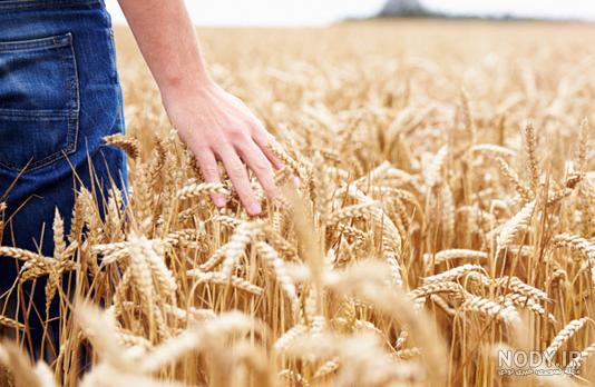  عکس گندم زار با کیفیت بالا