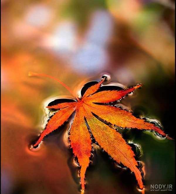 تصویر زمینه برگ پاییزی بر روی آب