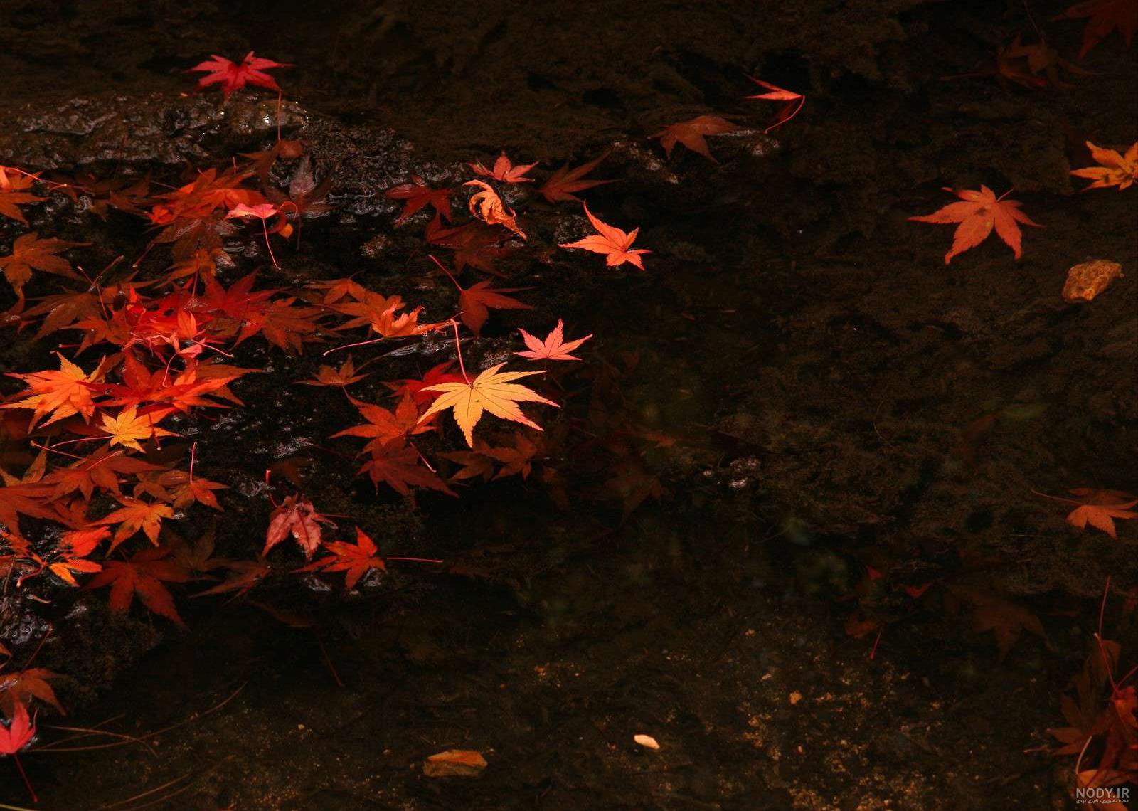  تصویر زمینه برگ پاییزی بر روی آب