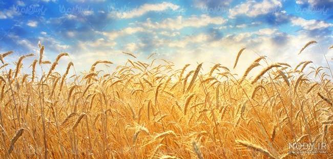  عکس گندم زار با کیفیت بالا