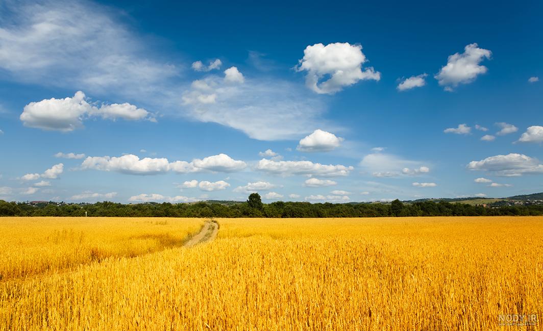  عکس گندم زار با کیفیت بالا