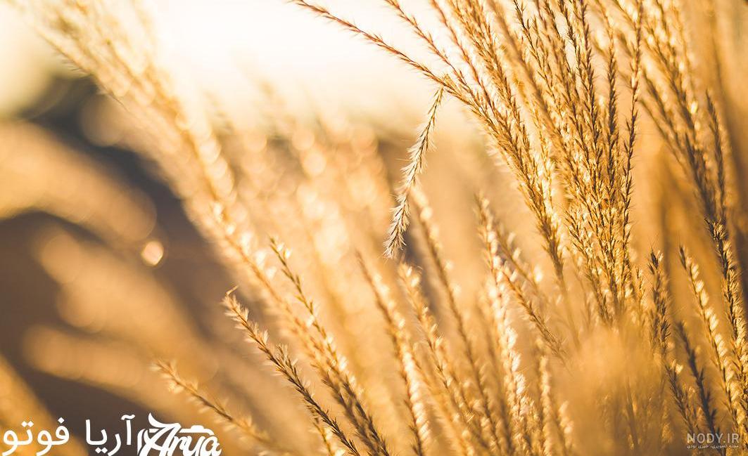  عکس گندم زار با کیفیت بالا