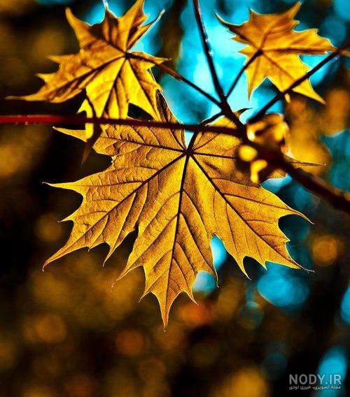بک گراند پاییزی برای فتوشاپ بک گراند پاییزی برای فتوشاپ