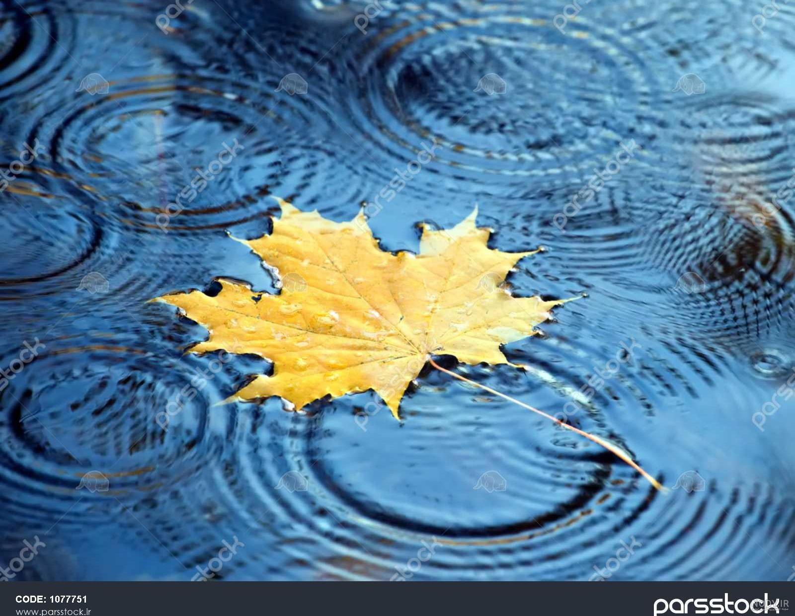 تصویر برگ پاییزی روی آب