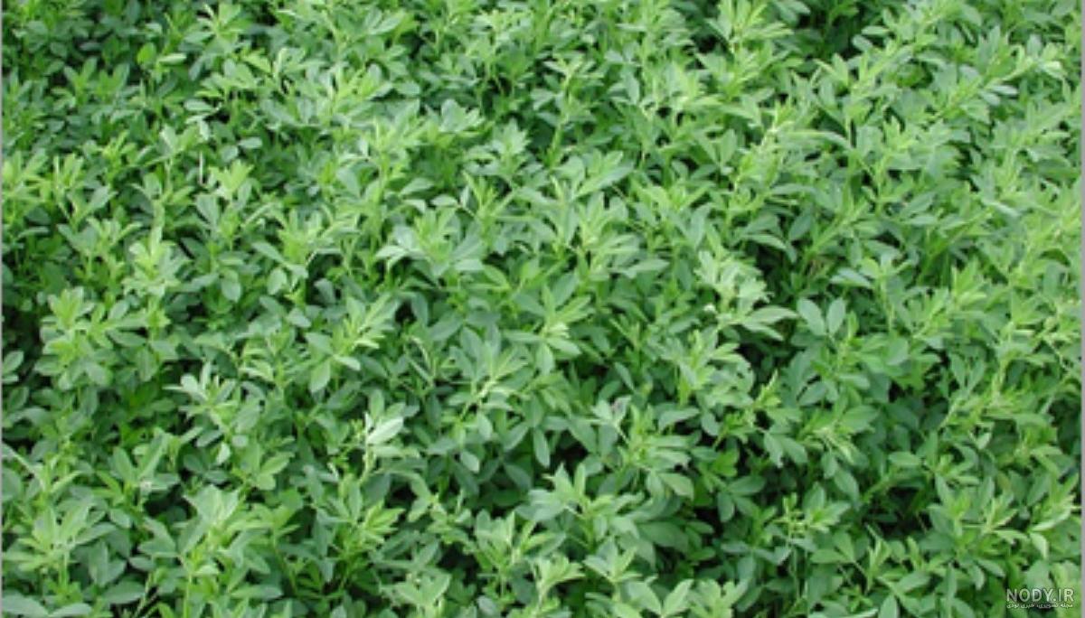 خواص یونجه برای چشم