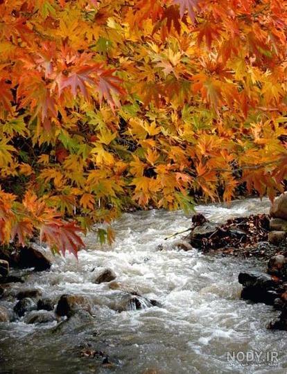 عکس برگ پاییزی برای پروفایل