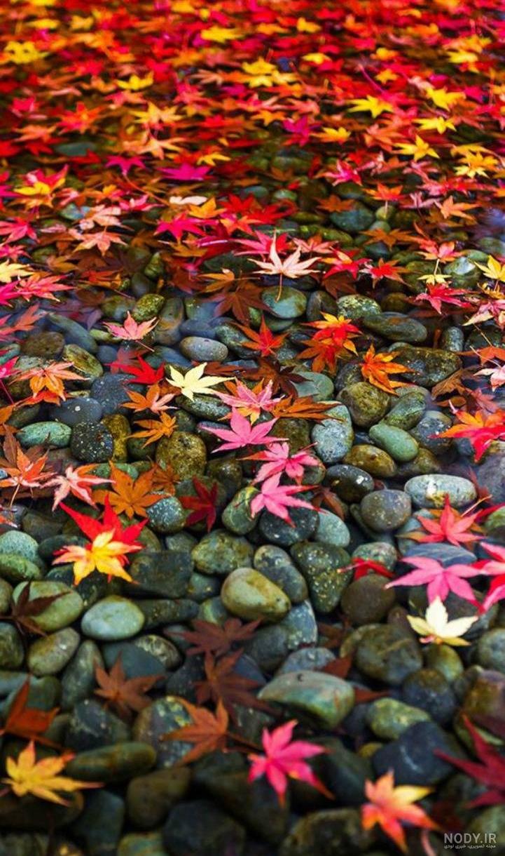 عکس برگ پاییزی در آب