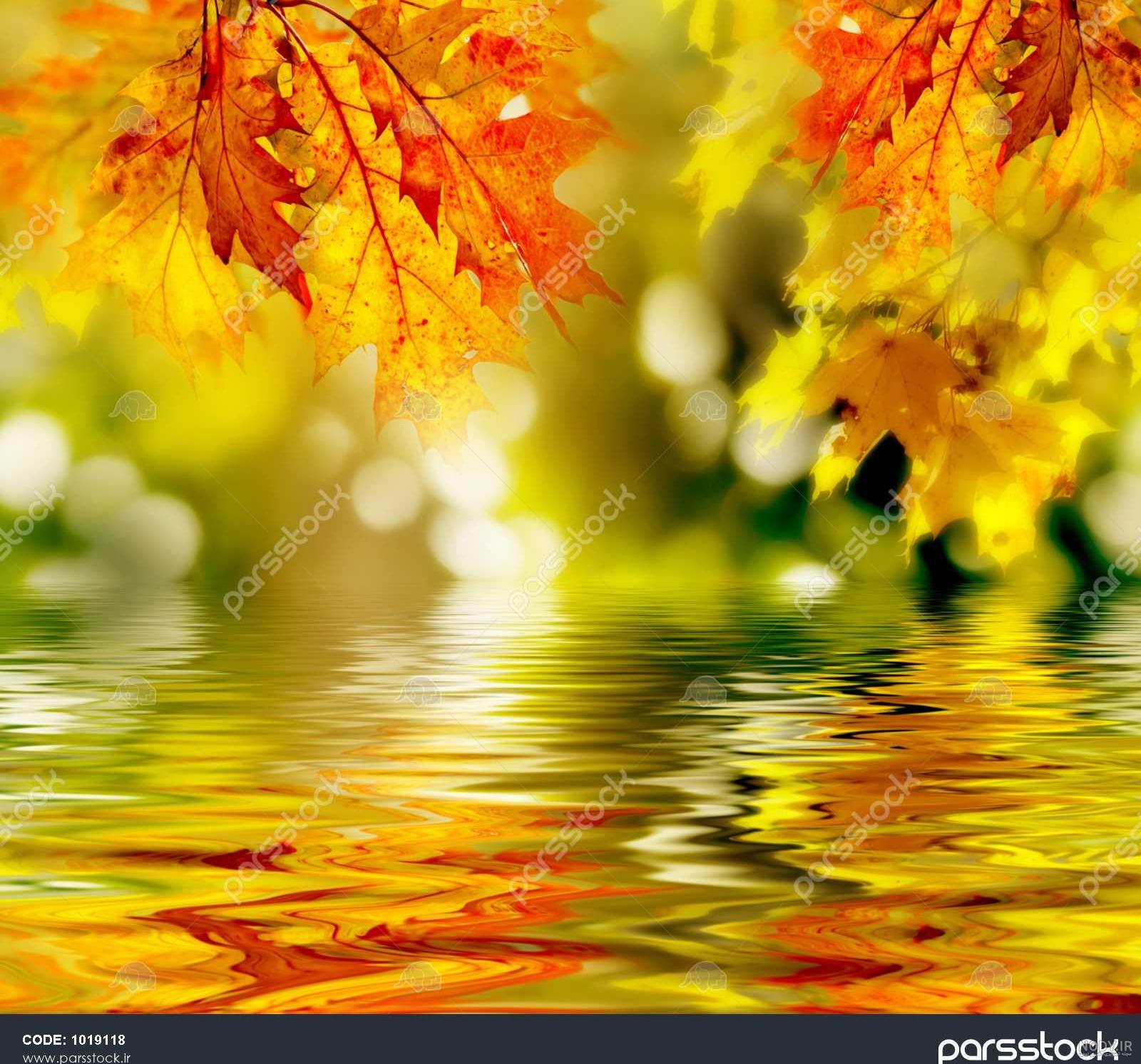 عکس برگ پاییزی روی آب