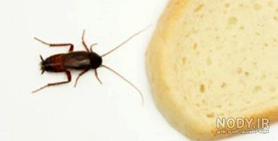 عکس سوسک آمریکایی عکس سوسک آمریکایی