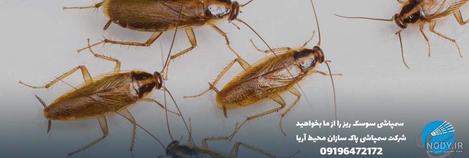 عکس سوسک چوب عکس سوسک چوب