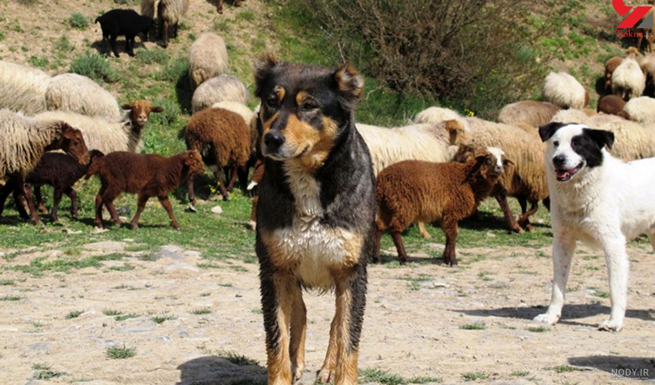عکس سگ های چوپان ایرانی