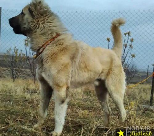عکس سگ چوپان ایرانی