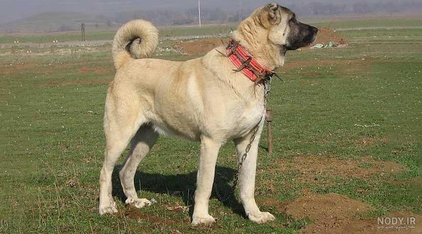 عکس سگ چوپان قفقازی