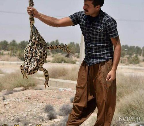 عکس قورباغه عروسکی عکس قورباغه عروسکی