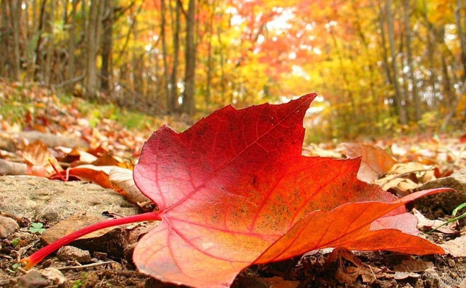 عکس پاییز زیبا