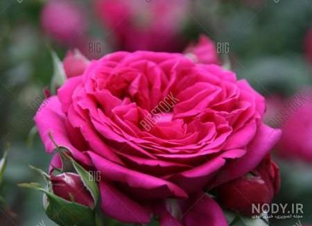 عکس گل محمدی زیبا برای پروفایل
