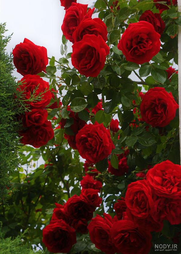 عکس گل محمدی قرمز برای پروفایل