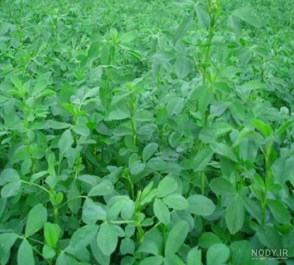 مضرات یونجه