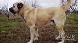 نژاد سگ ایرانی