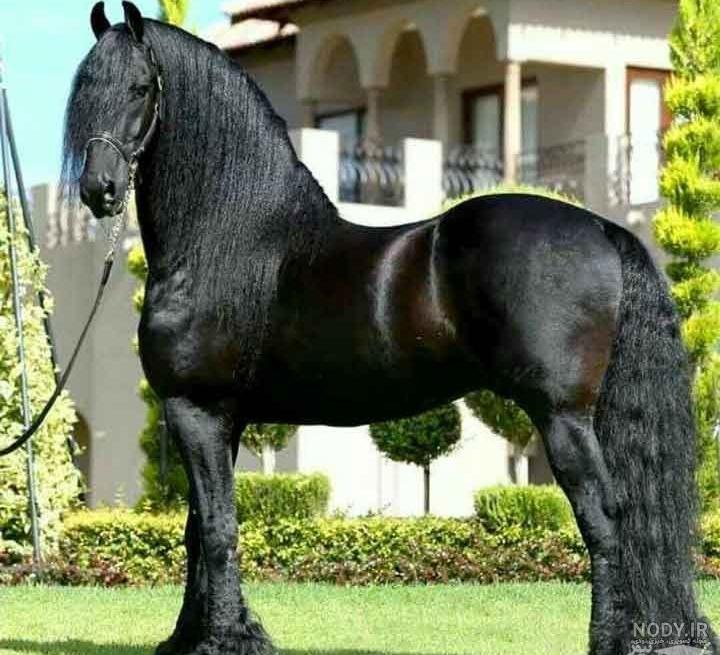 حیوانات خنده دار جالب حیوانات خنده دار جالب