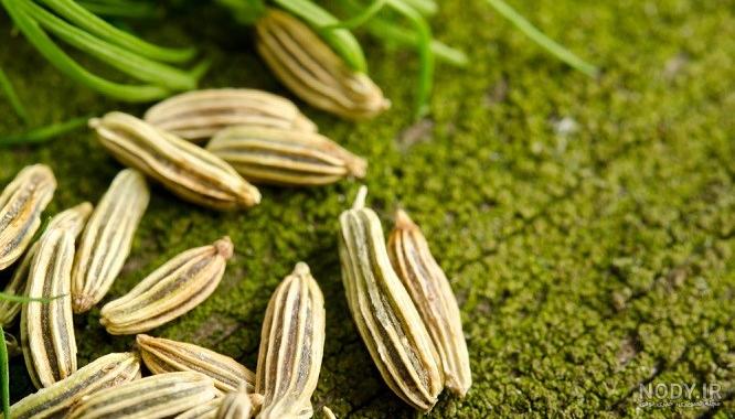 خواص رازیانه برای زنان در طب اسلامی خواص رازیانه برای زنان در طب اسلامی