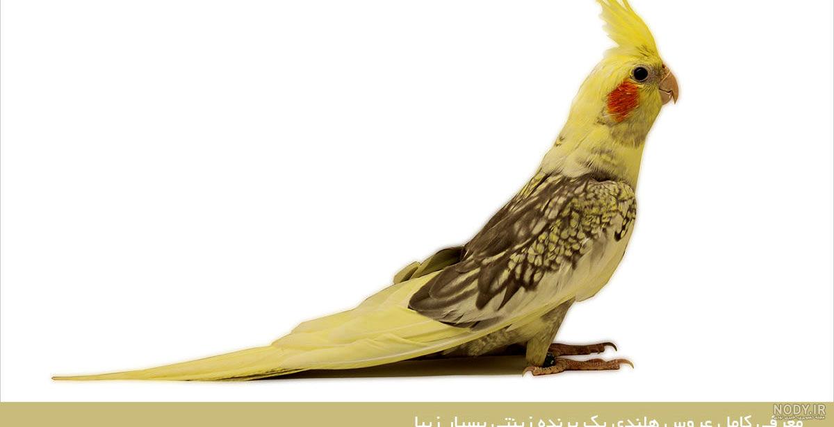 عروس هلندی زرد