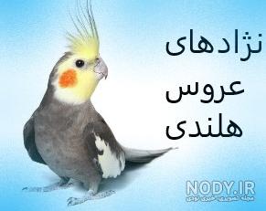 عروس هلندی سینامون نر