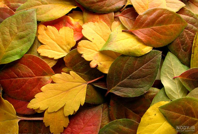 عکس برگ طبیعی عکس برگ طبیعی