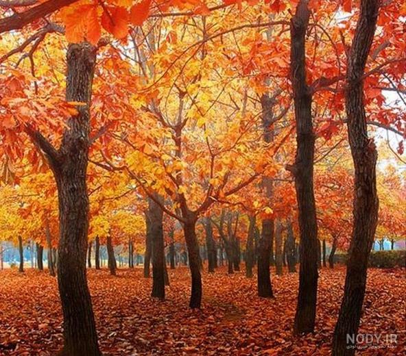 عکس برگ پاییزی برای پروفایل عکس برگ پاییزی برای پروفایل