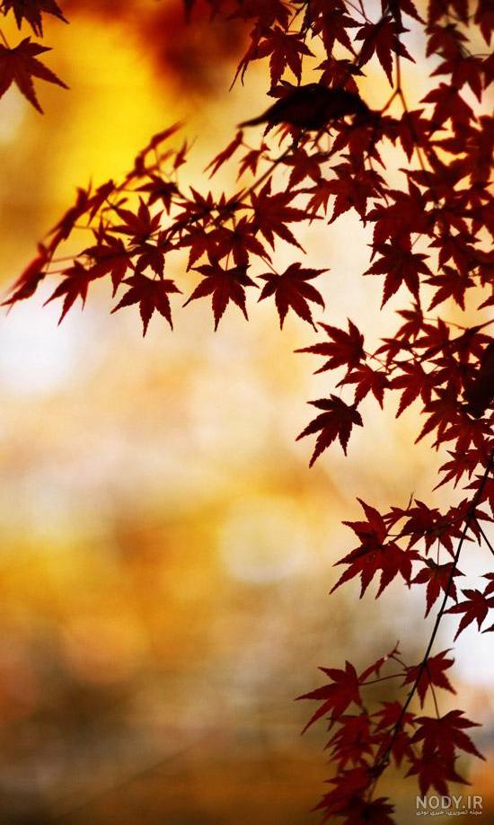 عکس تصویر زمینه ی پاییز