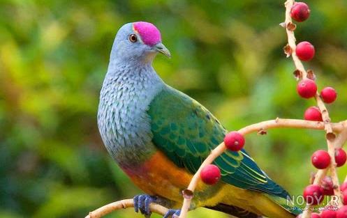 عکس حیوانات وحشی برای کودکان عکس حیوانات وحشی برای کودکان