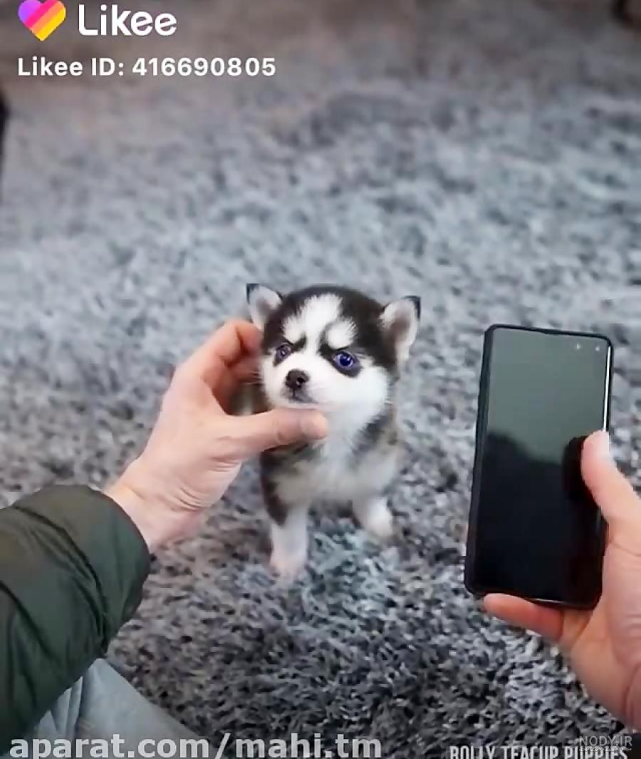 عکس سگ هاسکی مالاموت