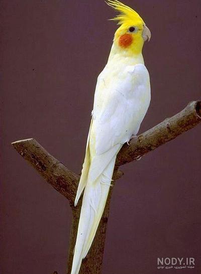 عکس طوطی هلندی ماده