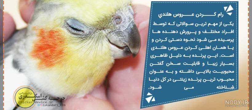 عکس عروس هلندی آهویی