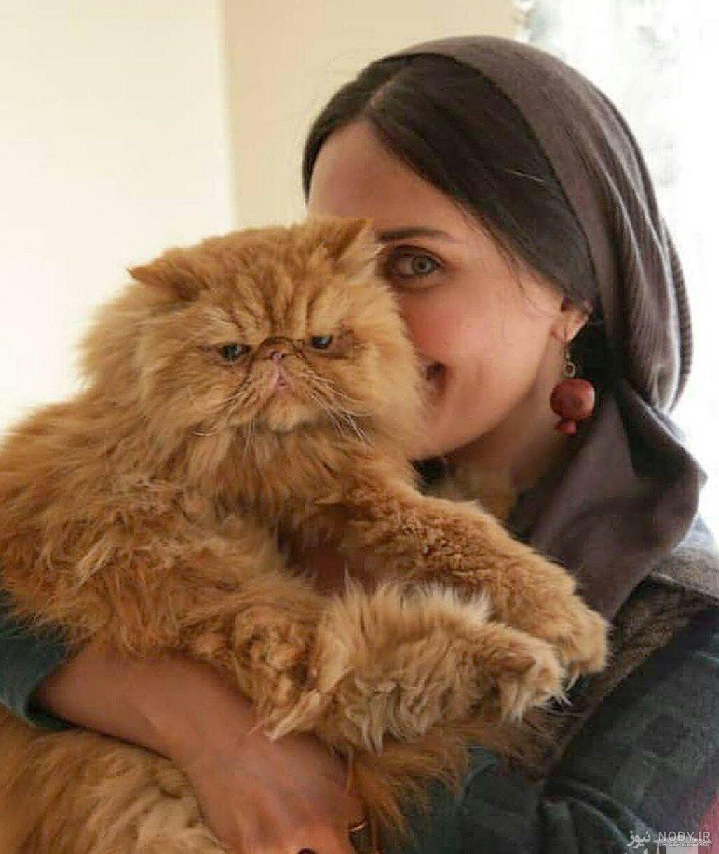 عکس گربه خانگی کوچک عکس گربه خانگی کوچک