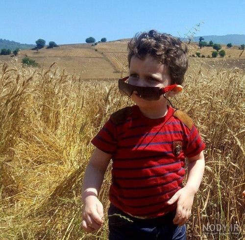عکس گندم زار طلایی