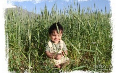 عکس گندم زیبا
