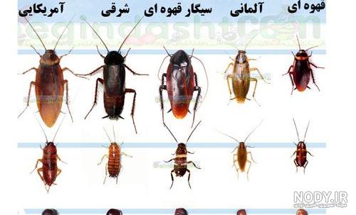 فیلم سوسک های فضایی فیلم سوسک های فضایی