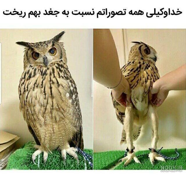 فیلم سینمایی سوسک فیلم سینمایی سوسک