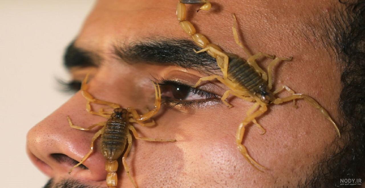 فیلم غذای چینی سوسک