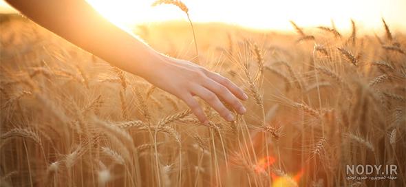  عکس گندم زار عاشقانه